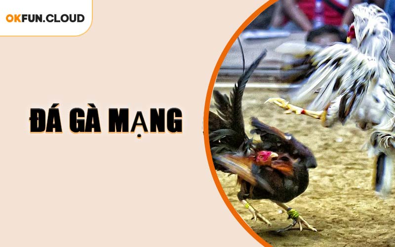Đá Gà Mạng