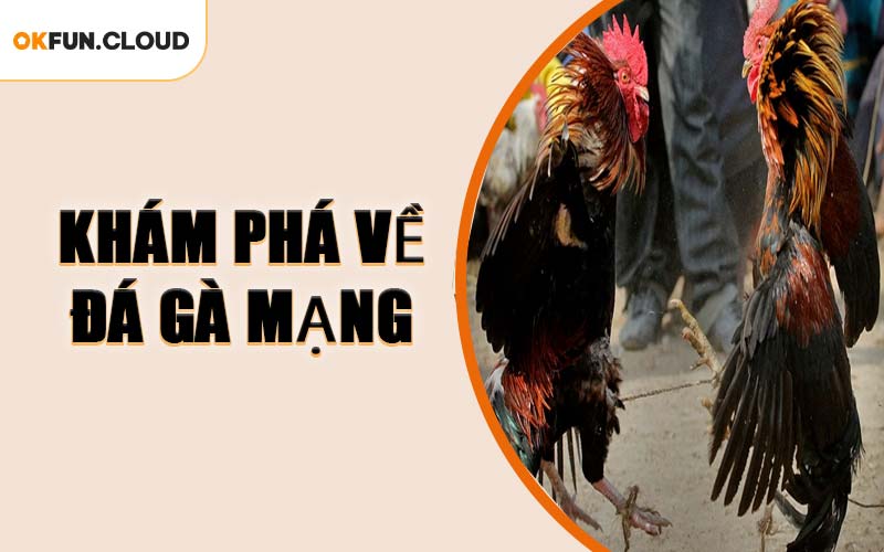 Khám Phá Về Đá Gà Mạng