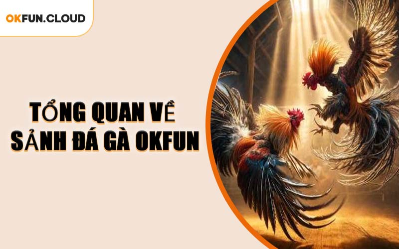 Tổng Quan Về Sảnh Đá Gà OKFUN