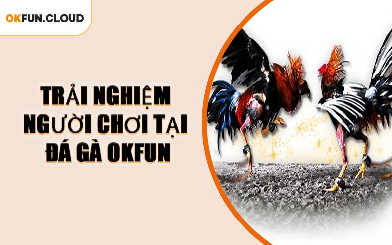 Trải Nghiệm Người Chơi Tại Đá Gà OKFUN