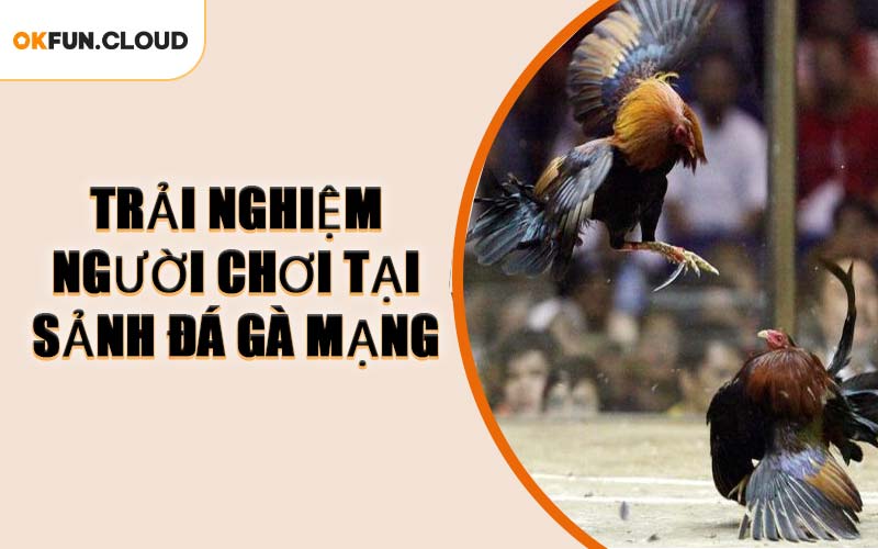 Trải Nghiệm Người Chơi Tại Sảnh Đá Gà Mạng