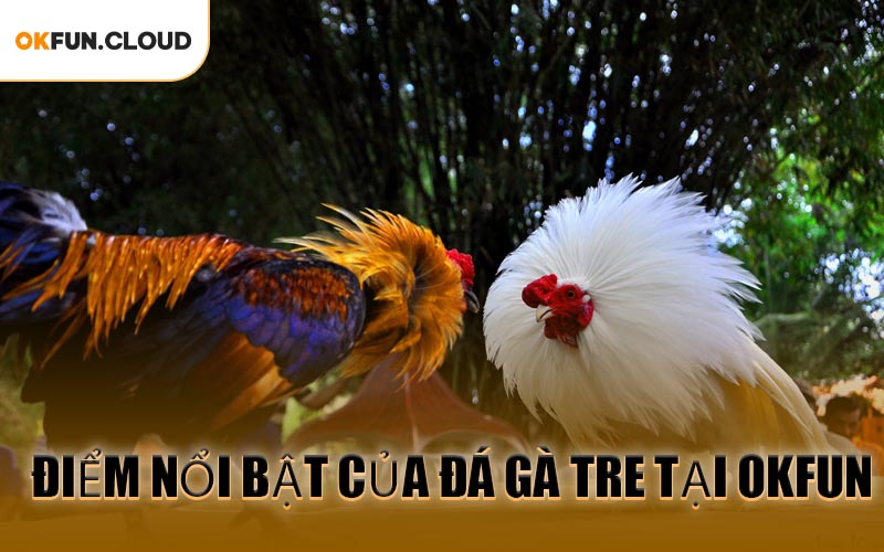 Điểm nổi bật của Đá Gà Tre tại OKFUN