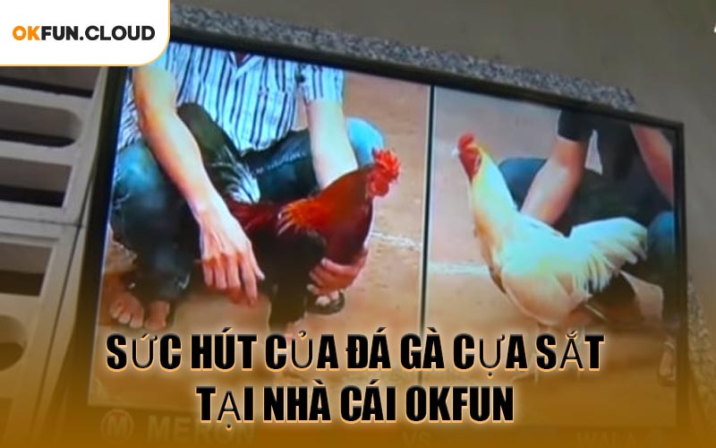 Sức Hút Của Đá Gà Cựa Sắt Tại Nhà Cái OKFUN