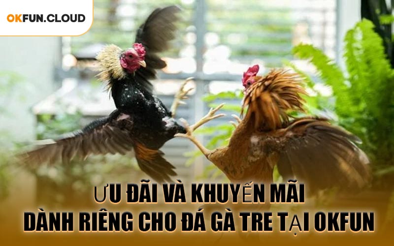 Ưu đãi và khuyến mãi dành riêng cho Đá Gà Tre tại OKFUN